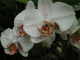 Jardim (orquideas, estrelicias, malmequeres, petunias, cactos, etc)