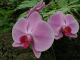 Jardim (orquideas, estrelicias, malmequeres, petunias, cactos, etc)